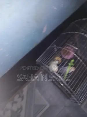 Pair of Budgies with Cage, 1kg Food, Breeding Pot, Vitamin Biscuits, and Swing