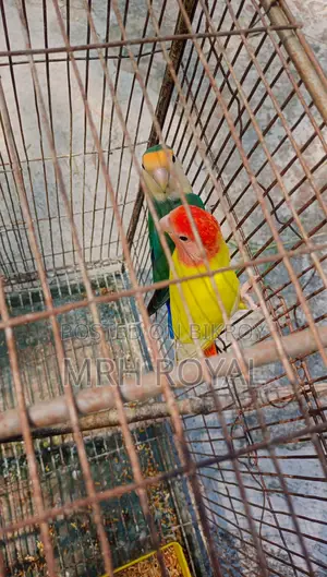 Lovebird Birds for Sale