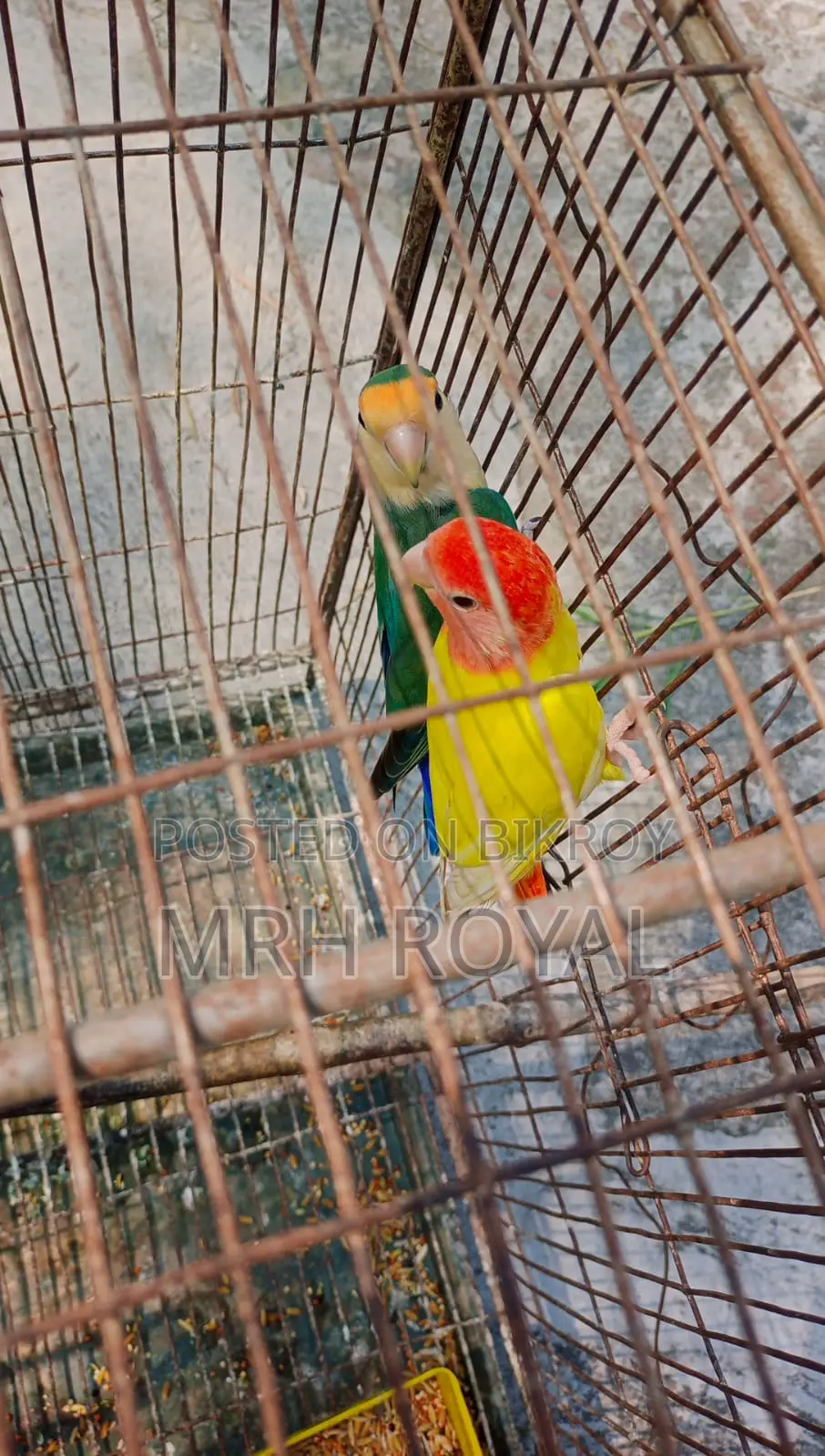 Lovebird Birds for Sale