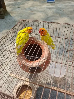 Lovebird Birds for Sale