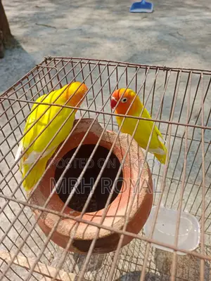 Lovebird Birds for Sale