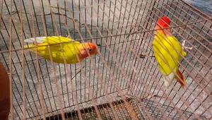 Lovebird Birds for Sale