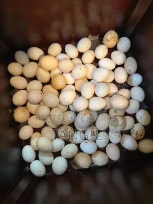 দেশি মুরগির ডিম