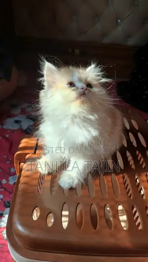 Persian Female Kitten