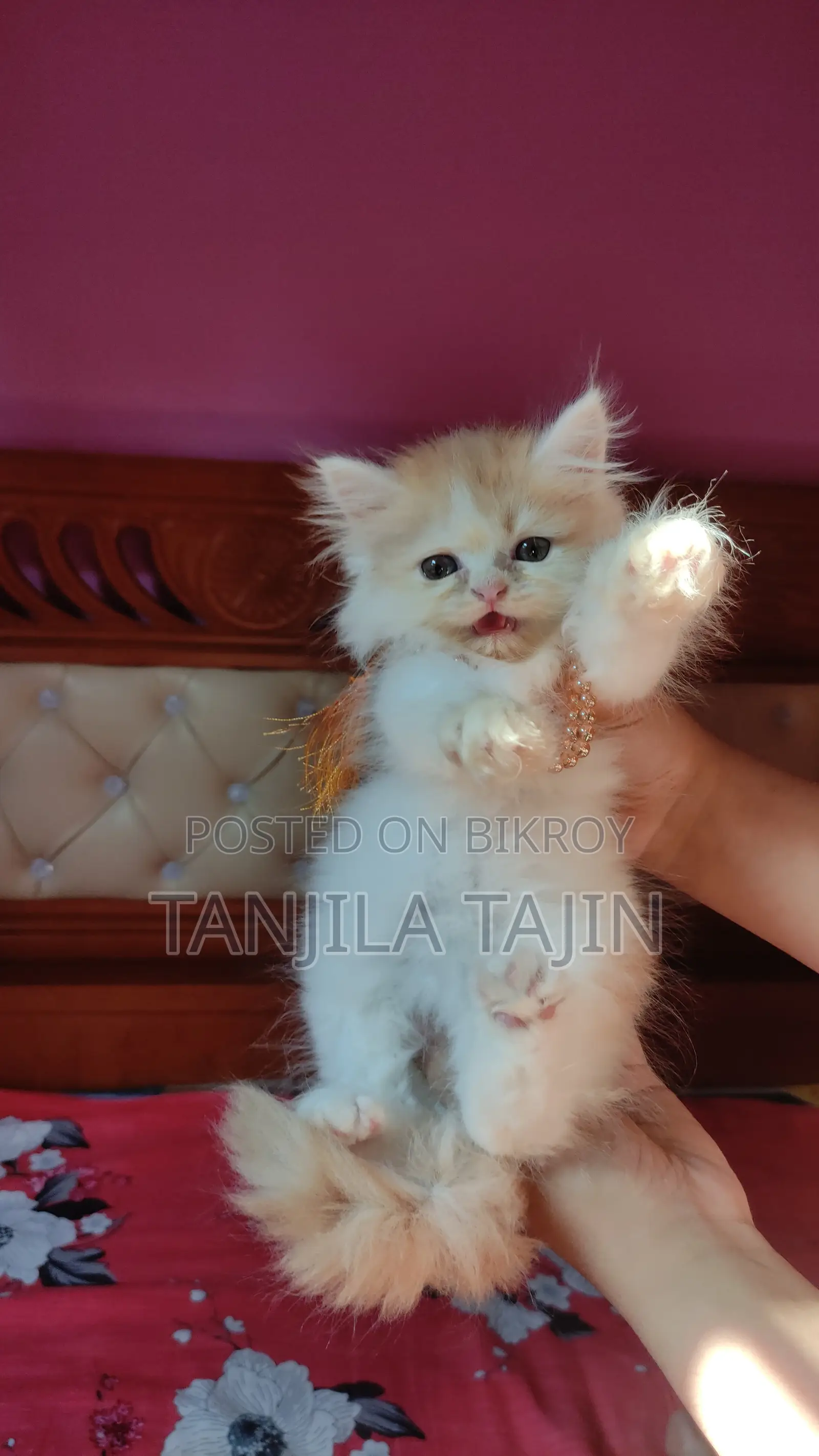Persian Female Kitten
