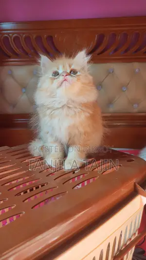 Persian Female Kitten