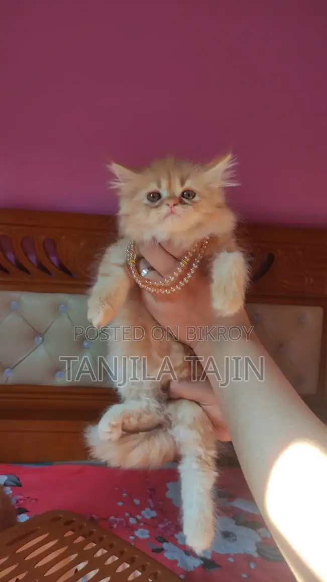 Persian Female Kitten