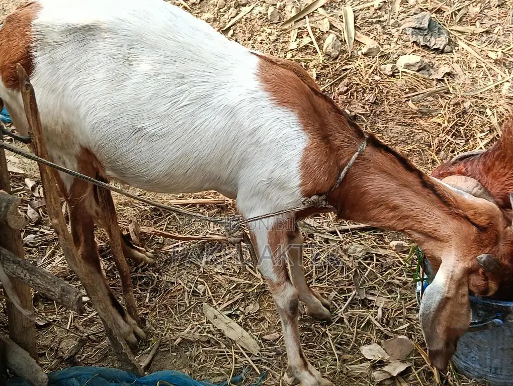 Goats for sale
