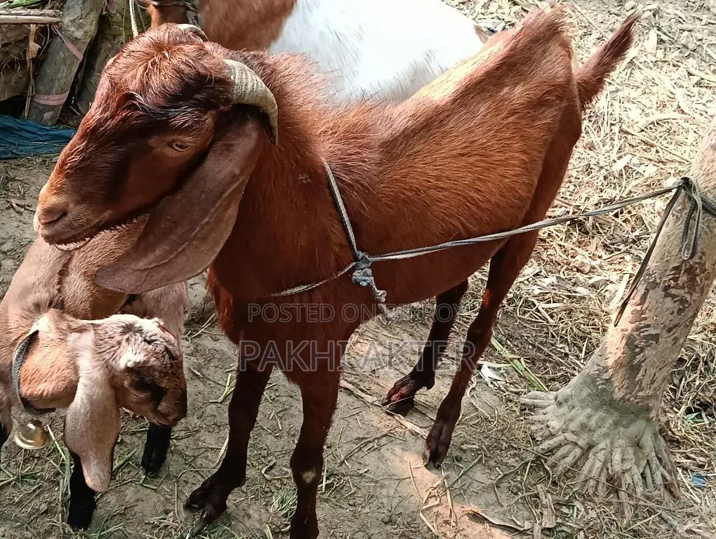 Goats for sale