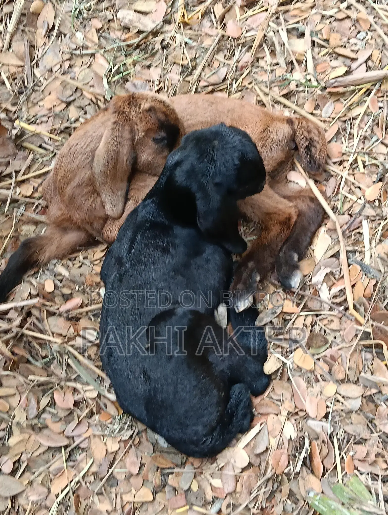 Goats for sale