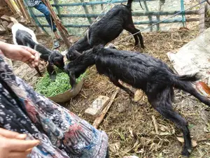 Goats for sale