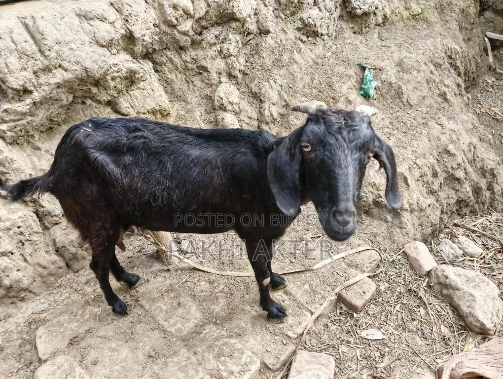 Goats for sale