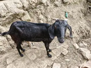 Goats for sale