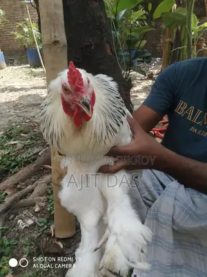 Brahma Male for Sale