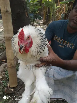 Brahma Male for Sale
