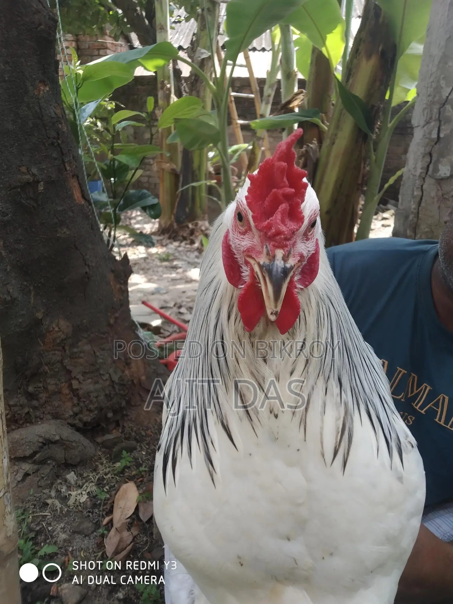 Brahma Male for Sale