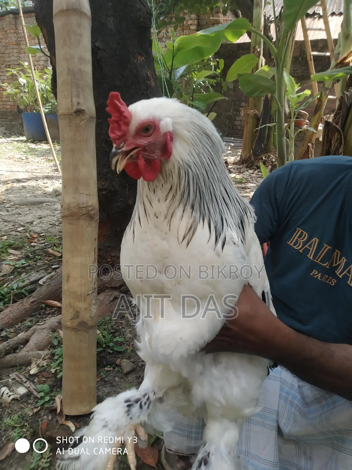 Brahma Male for Sale