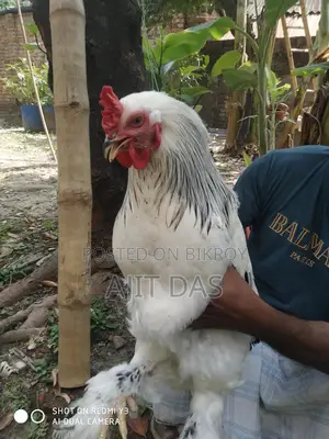 Brahma Male for Sale