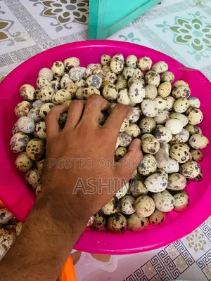 কোয়েল পাখির ডিম