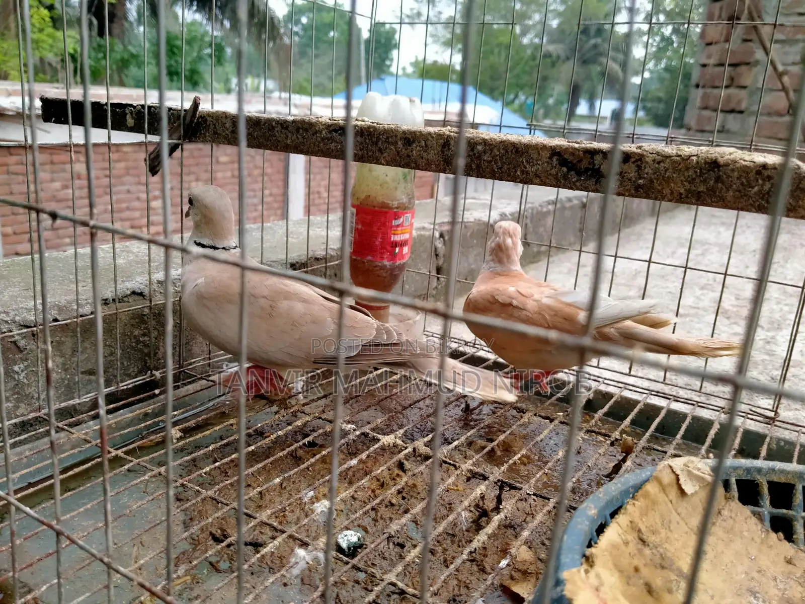 Australian Doves