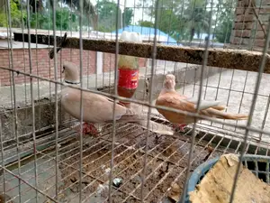 Australian Doves