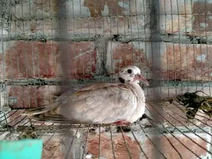 Australian Doves