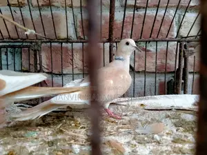 Australian Doves