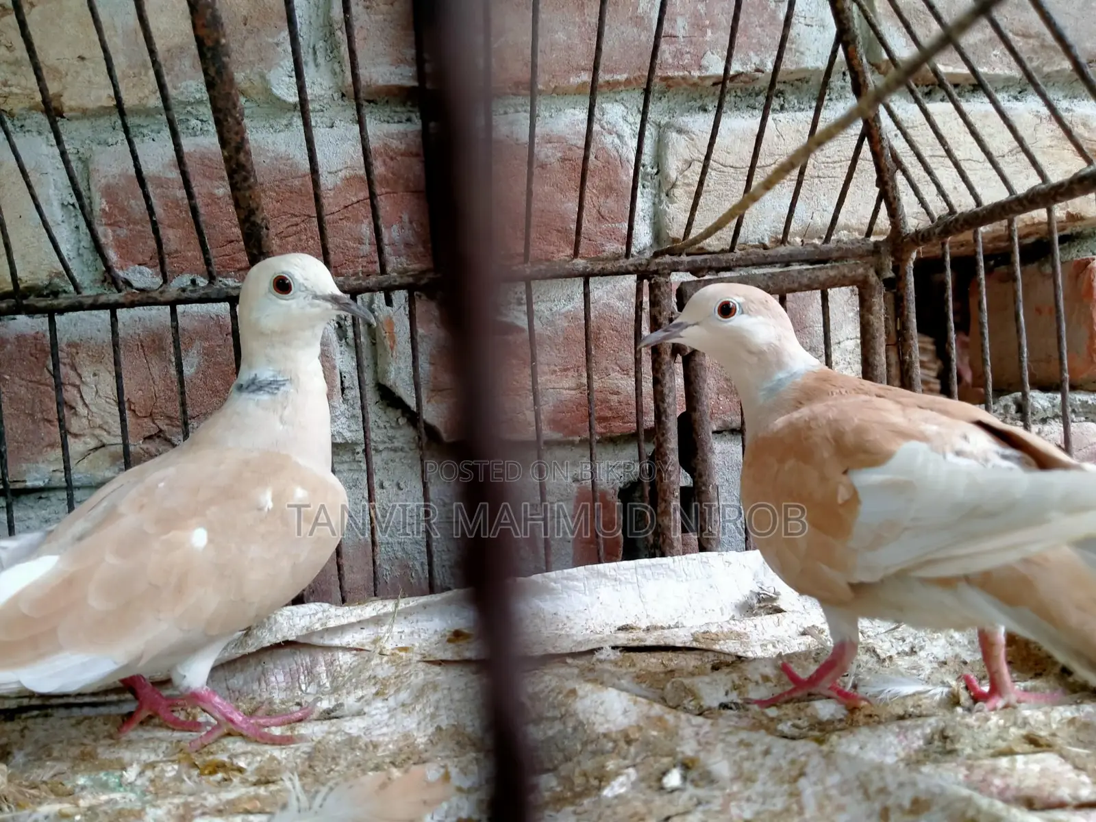 Australian Doves