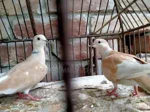 Australian Doves