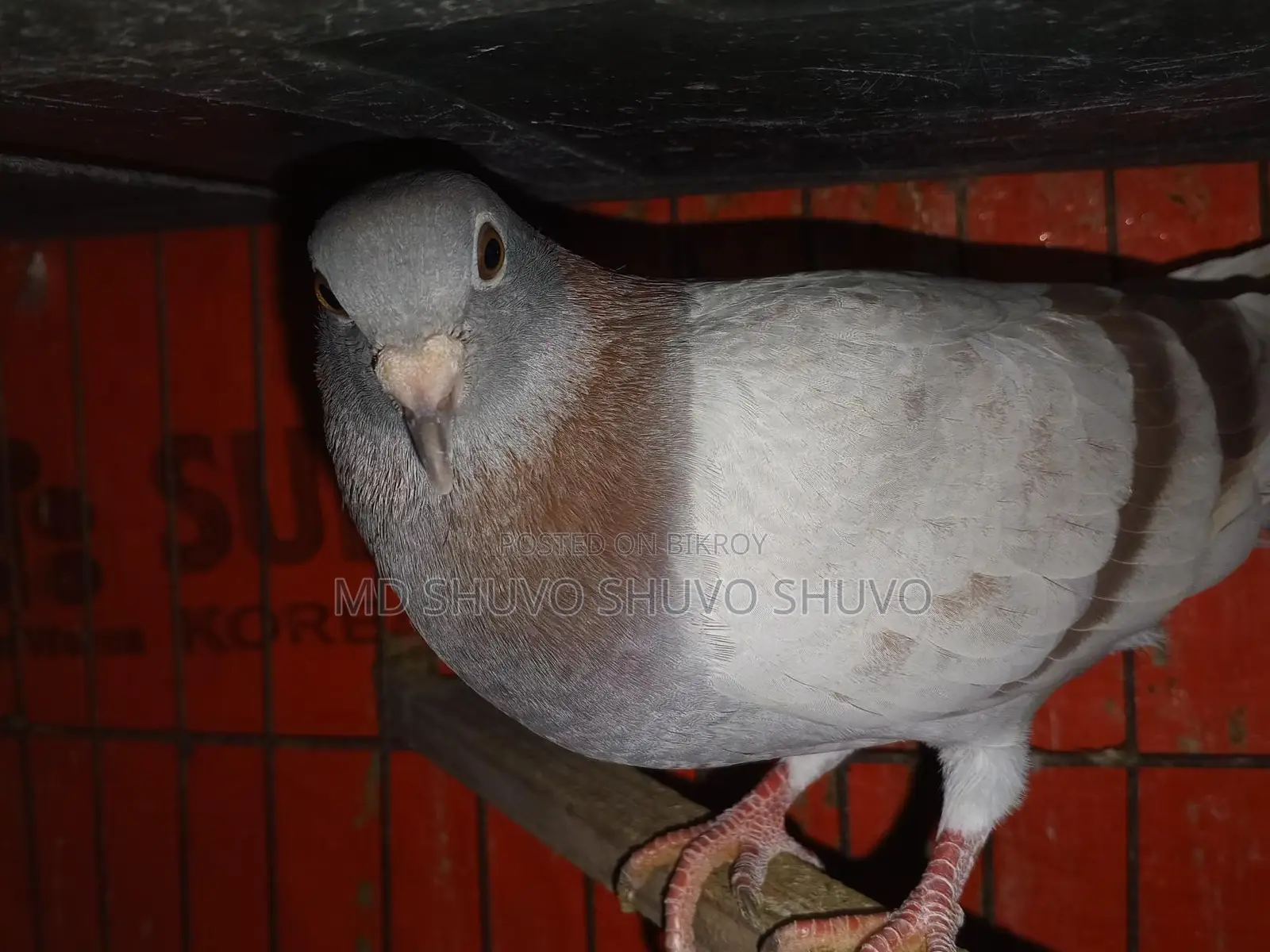 Pigeons for Sale