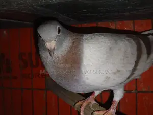 Pigeons for Sale