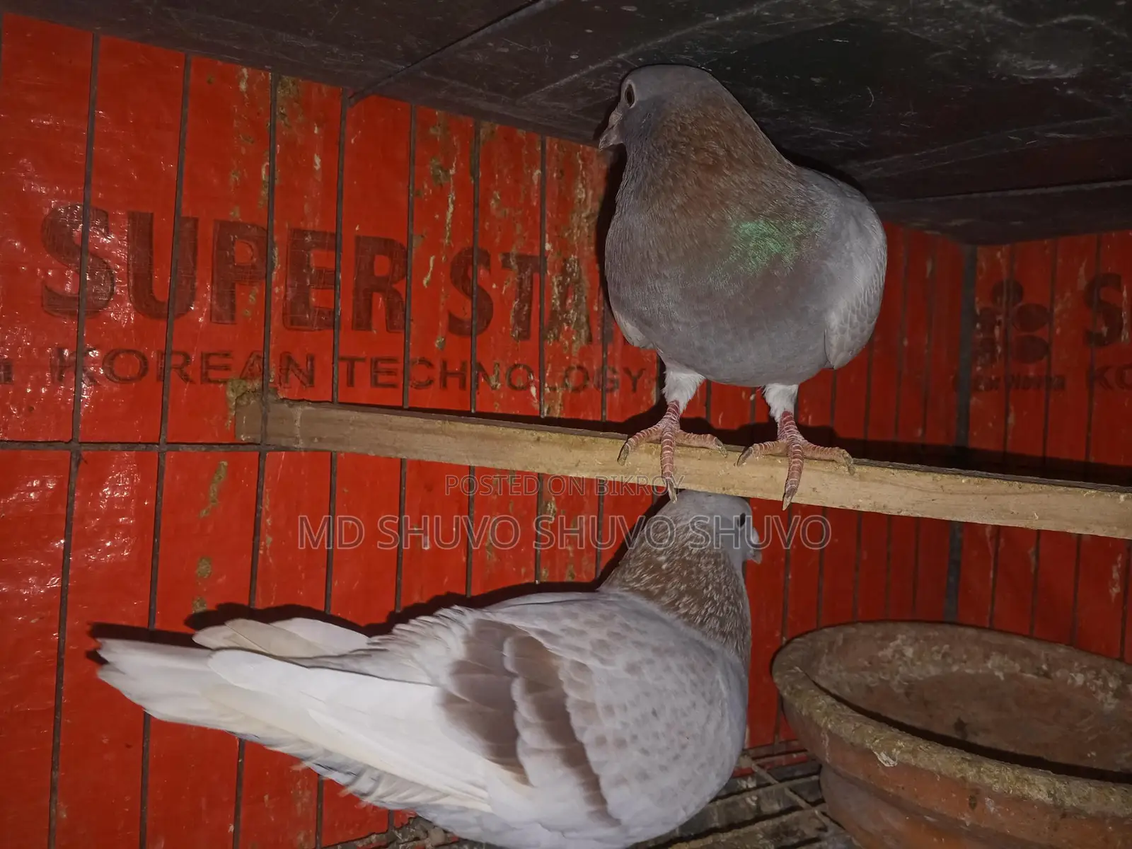 Pigeons for Sale