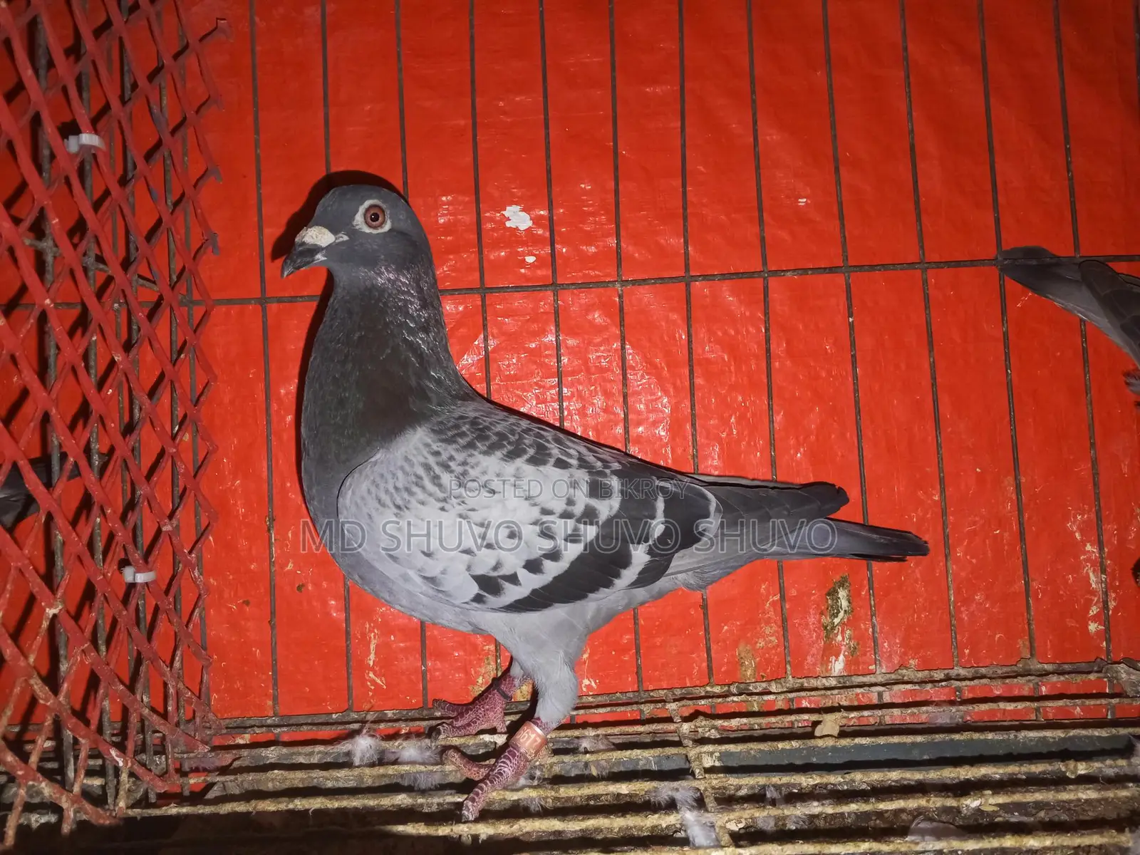 Pigeons for Sale