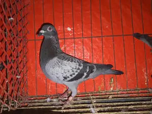 Pigeons for Sale