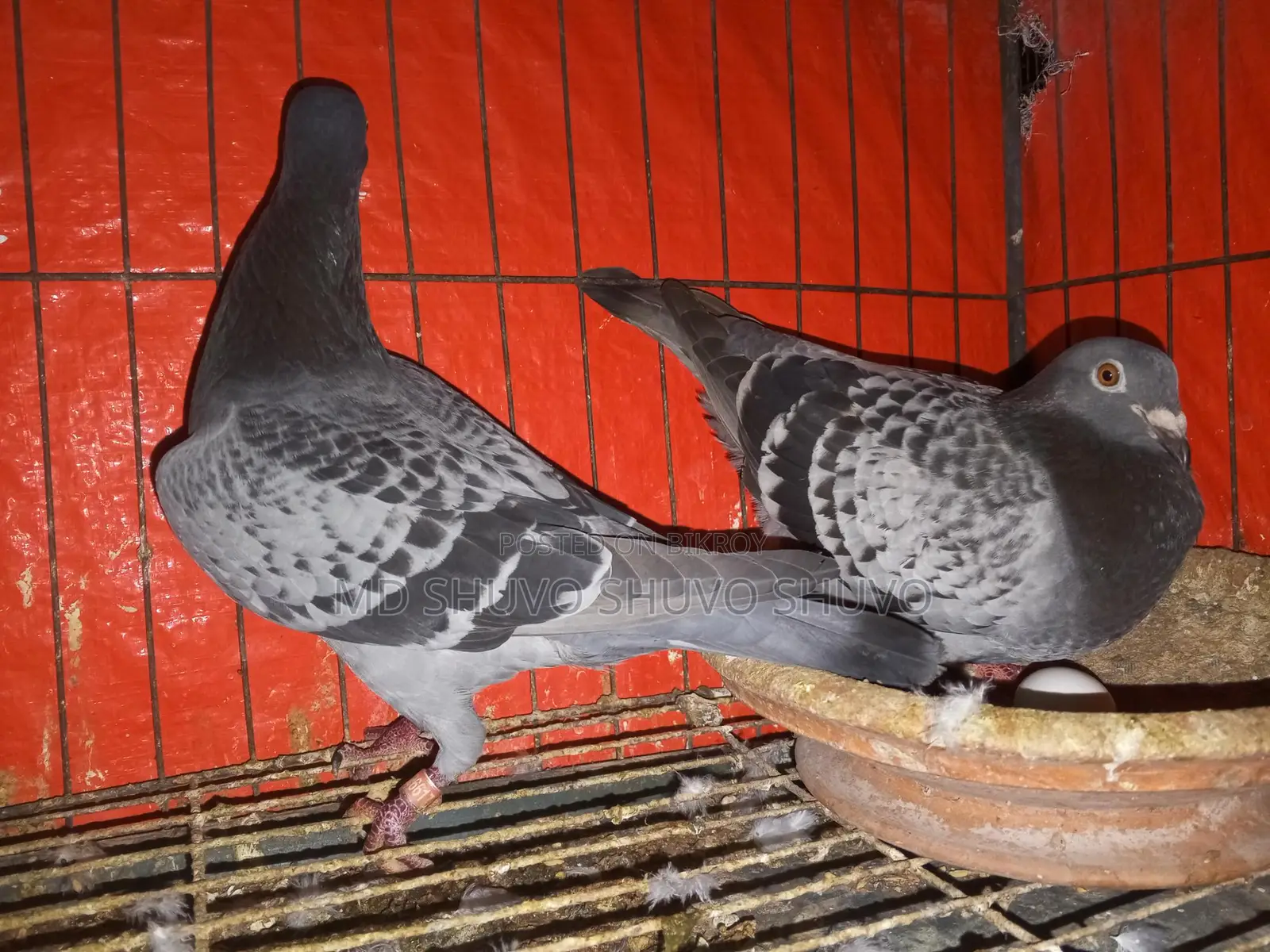 Pigeons for Sale