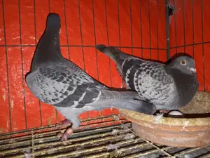 Pigeons for Sale