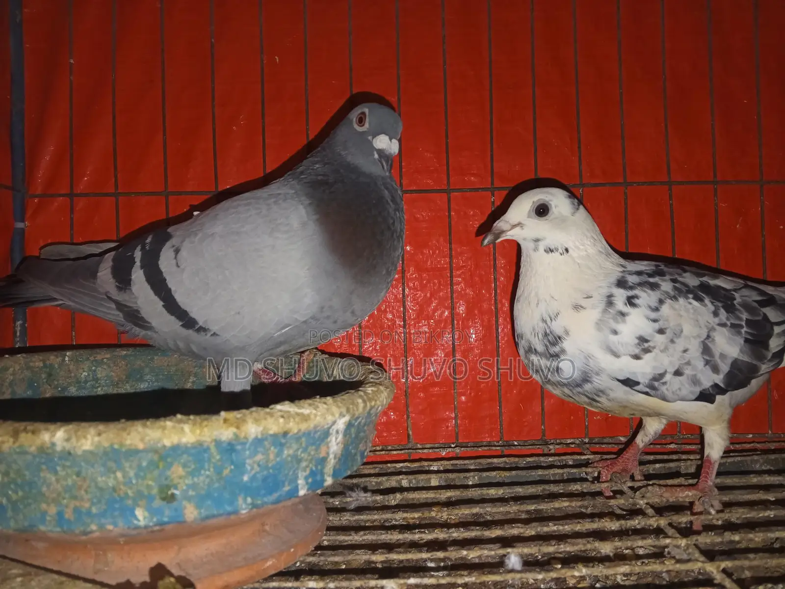 Pigeons for Sale