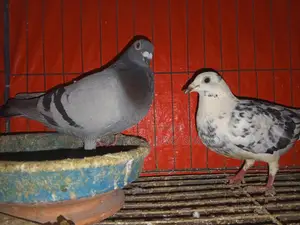 Pigeons for Sale