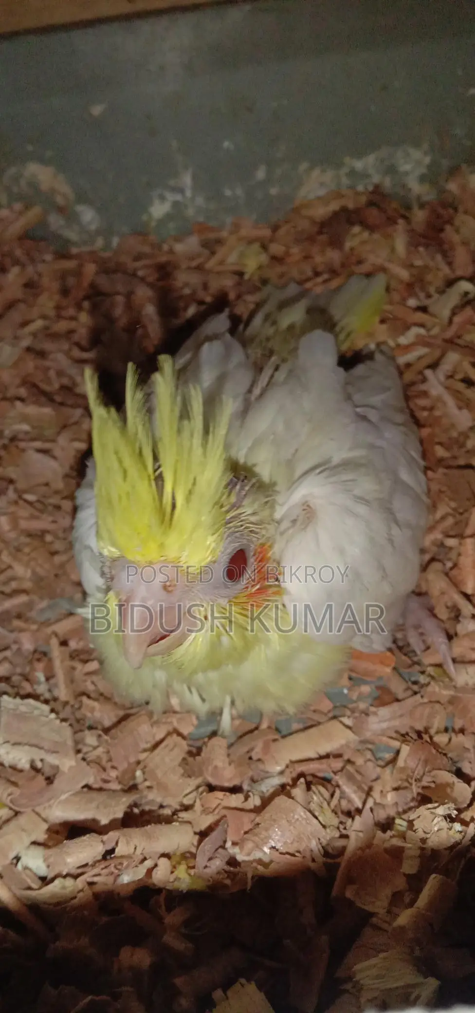 Cockatiel Bird Chicks