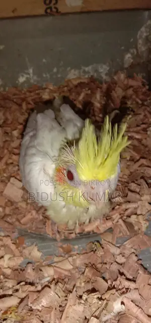 Cockatiel Bird Chicks