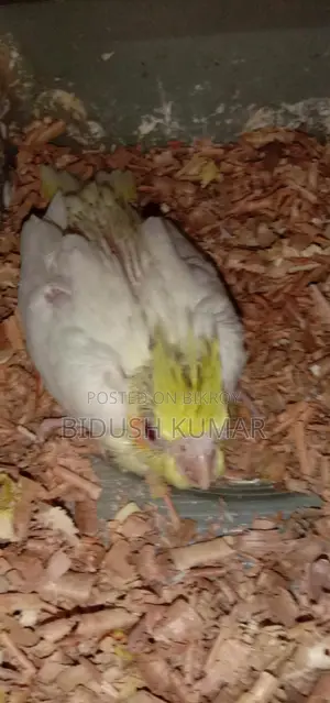 Cockatiel Bird Chicks