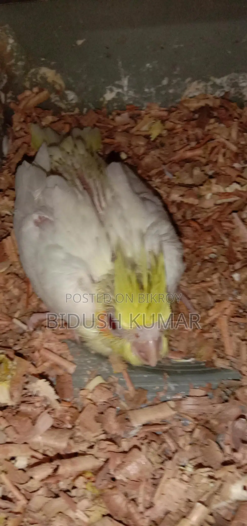 Cockatiel Bird Chicks
