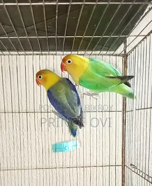 লাভ বার্ড রানিং হাই মিউটেশন