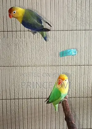 লাভ বার্ড রানিং হাই মিউটেশন