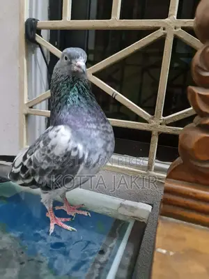 Afsan Baga Pigeon. Nearly extinct