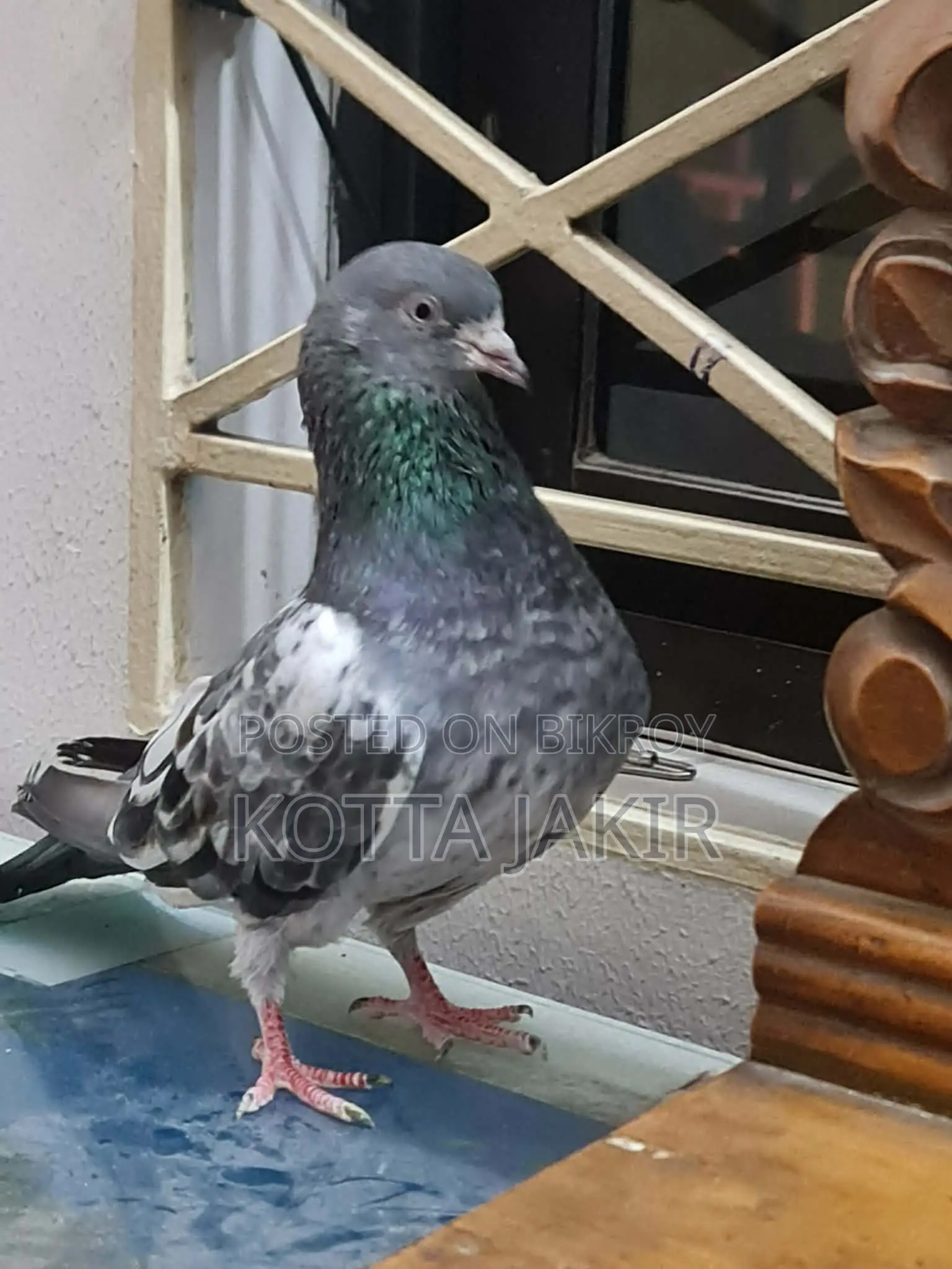 Afsan Baga Pigeon. Nearly extinct