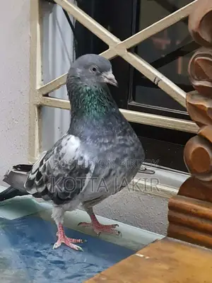 Afsan Baga Pigeon. Nearly extinct