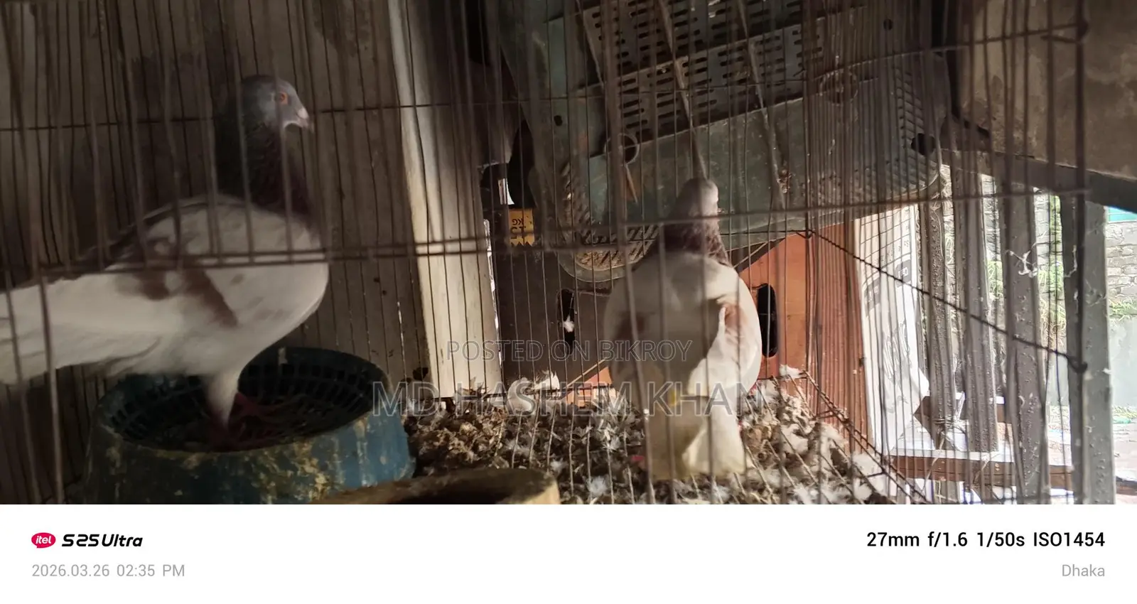 Mili Racer Pigeons for Sale