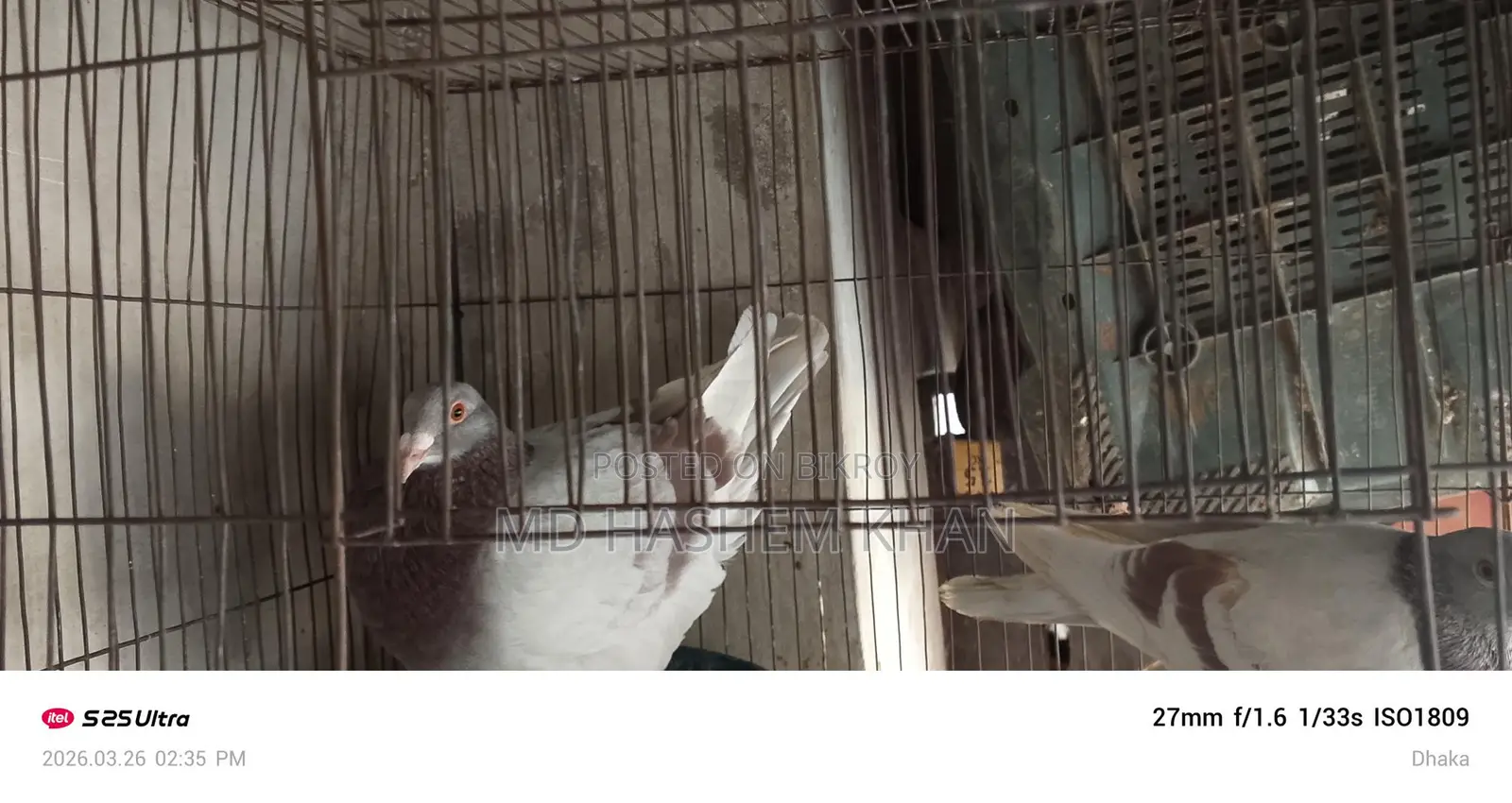 Mili Racer Pigeons for Sale