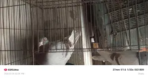 Mili Racer Pigeons for Sale